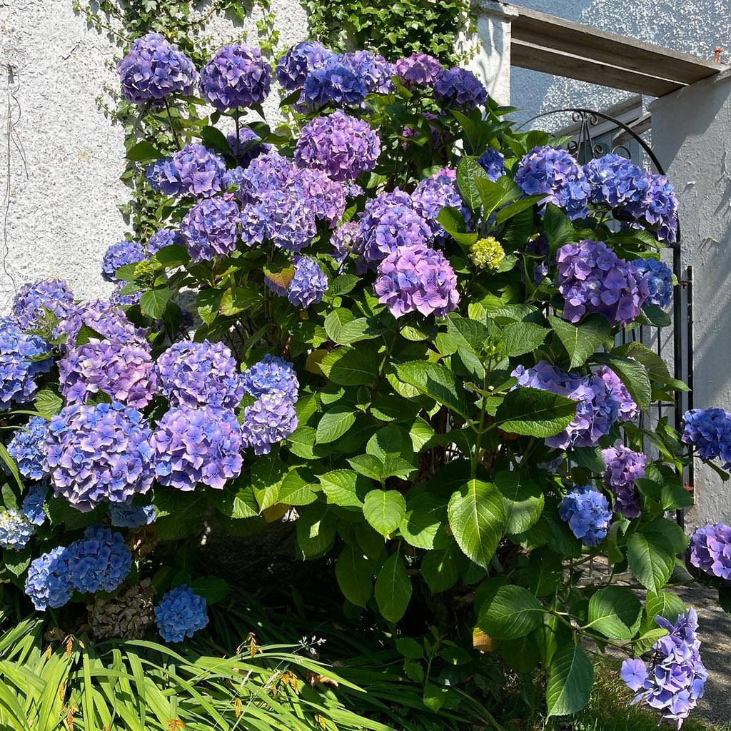 Merville Garden Village tweet media