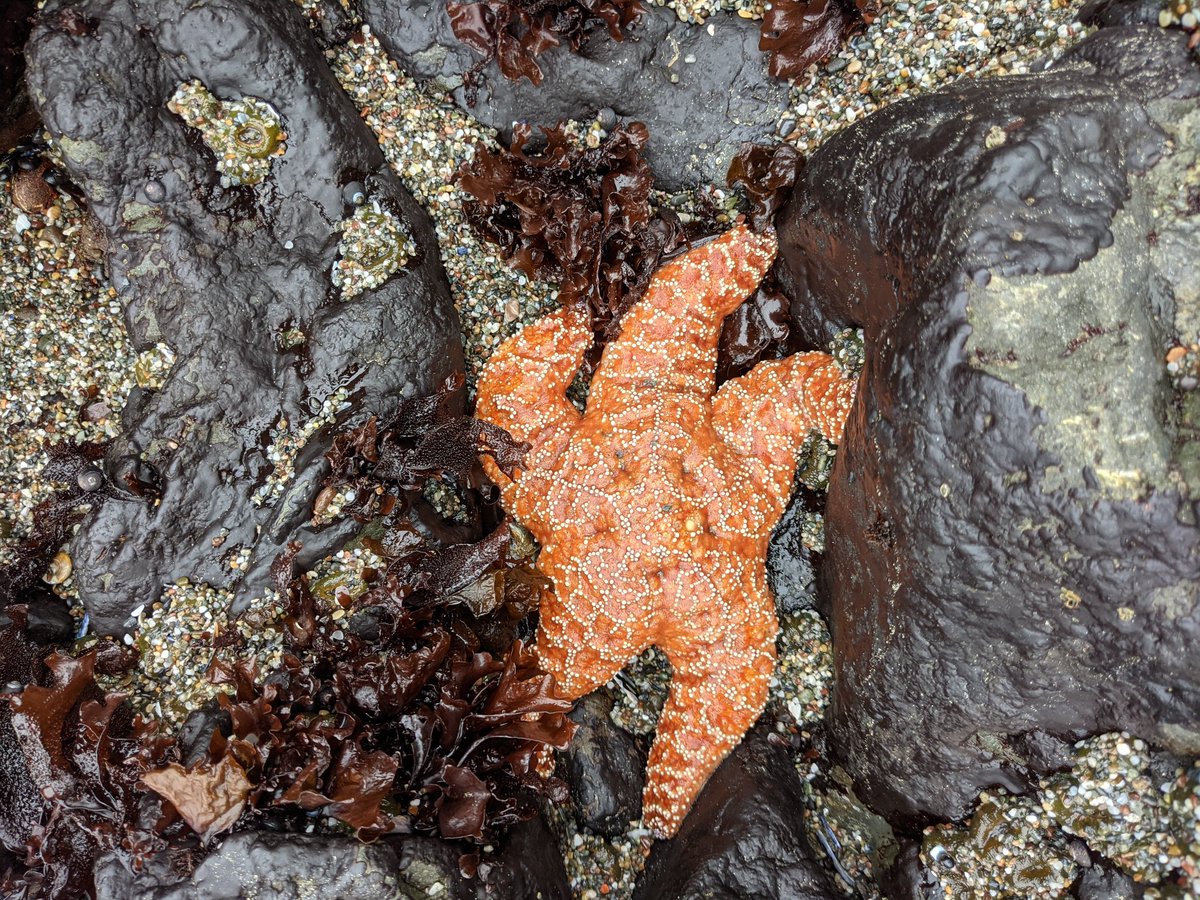 Dr. Serena Caplins tweet media