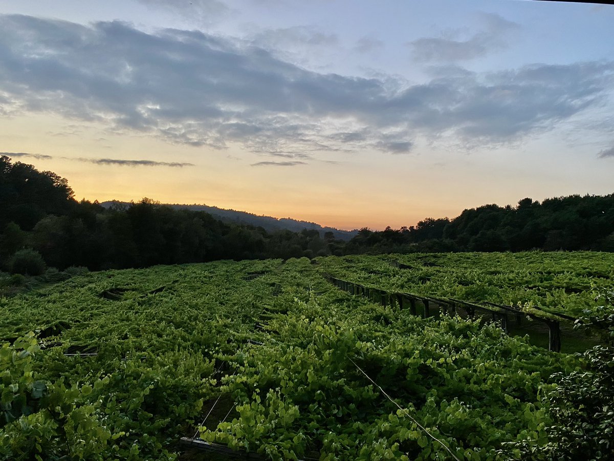Fin de semana intenso….no se alcanzan “sueños” sin trabajo….agotados pero felices….#nuestroterroir nos encanta….buen comienzo de semana a todos…#nicetomeetyoucastrobrey 😜😻😻😻... . ..ワイン #wino #вино #winemaker #lovewine #winelover #subzonadelrioulla #albariño