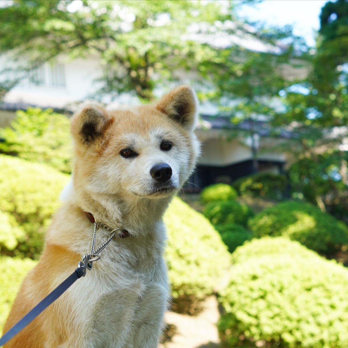 秋田の秋田犬ふく Saku0406 Twitter