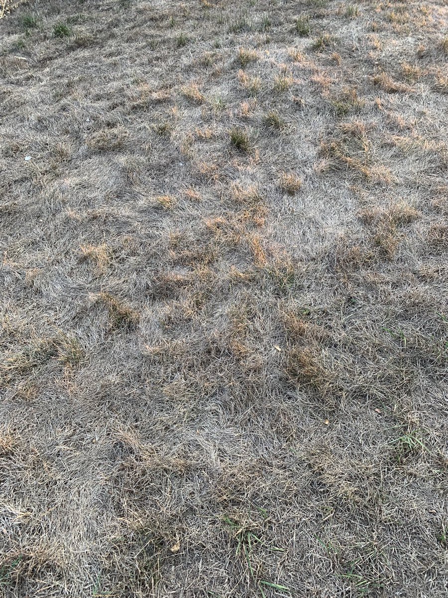 Turfintel's tweet image. I’ve pulled plugs in late winter to see if they survived, but never in the summer. This should be interesting.