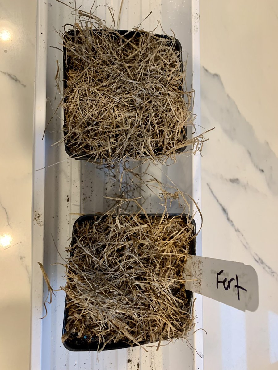 Turfintel's tweet image. I’ve pulled plugs in late winter to see if they survived, but never in the summer. This should be interesting.