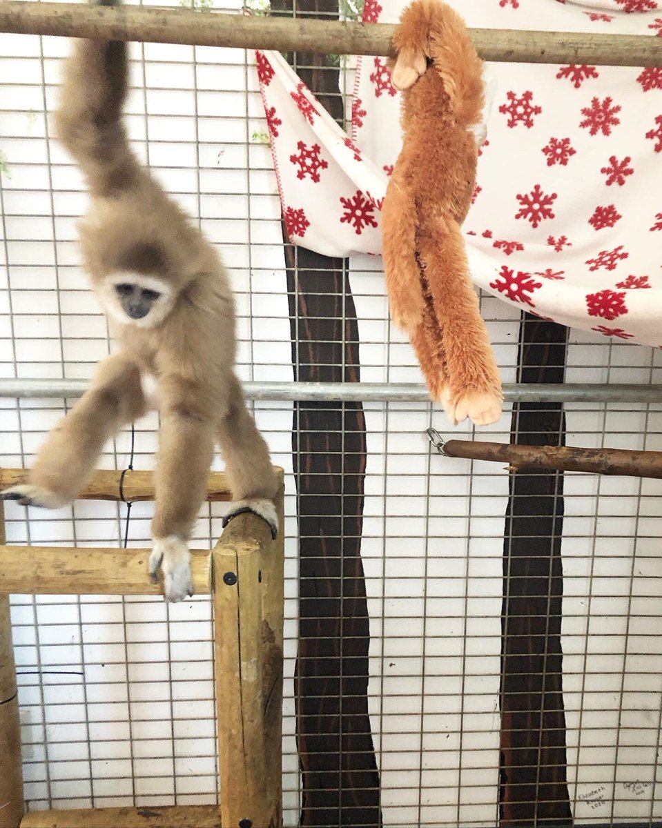 BabbyFarms's tweet photo. Monti likes to jump, to run, to be carried like a baby and … to eat your hair!😅

#gibbon #gibbonslife #monkeysofinstagram #monkeys #pettingzoo #idaholife #idahozoo https://t.co/ogCS7u04p7
