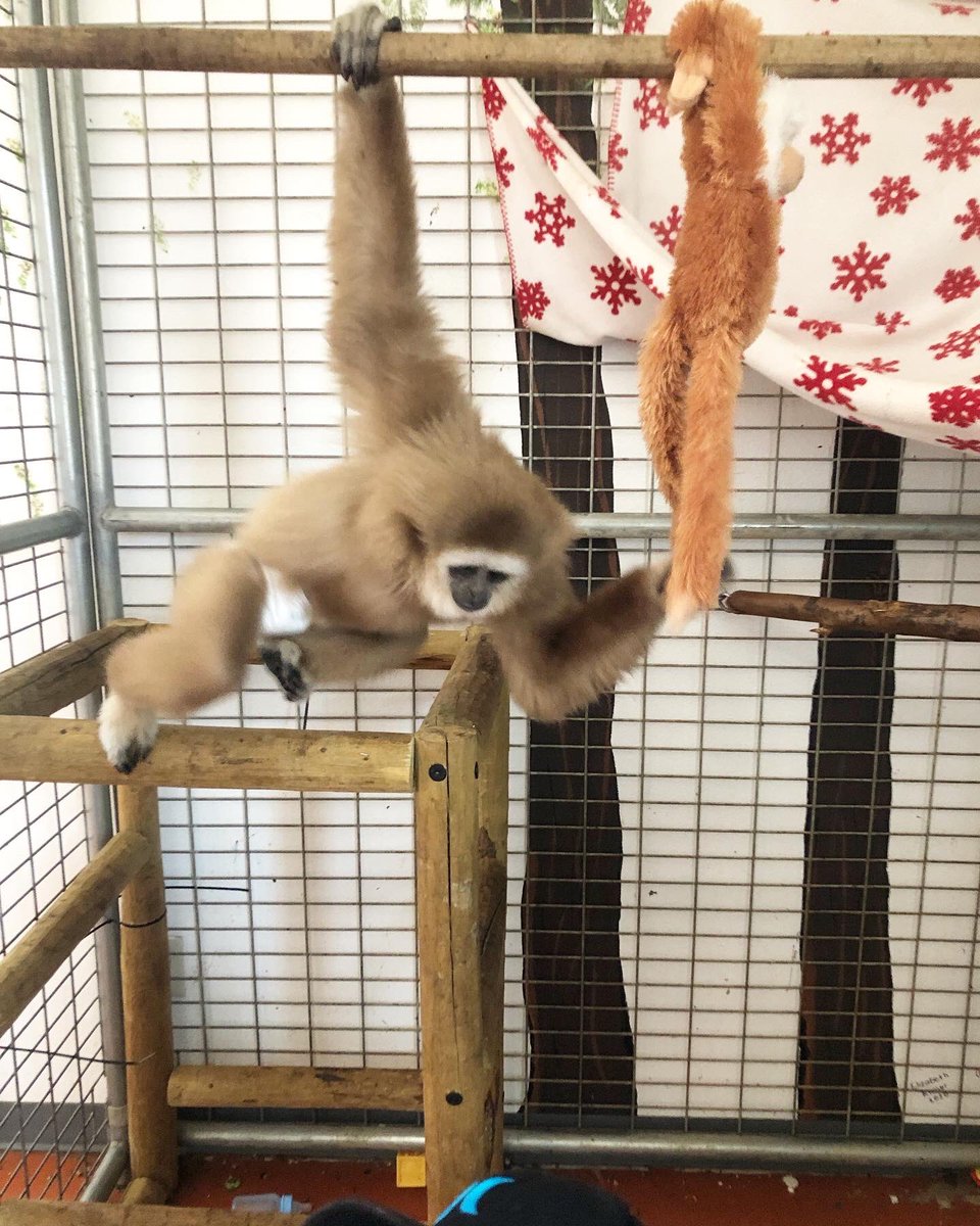 BabbyFarms's tweet photo. Monti likes to jump, to run, to be carried like a baby and … to eat your hair!😅

#gibbon #gibbonslife #monkeysofinstagram #monkeys #pettingzoo #idaholife #idahozoo https://t.co/ogCS7u04p7