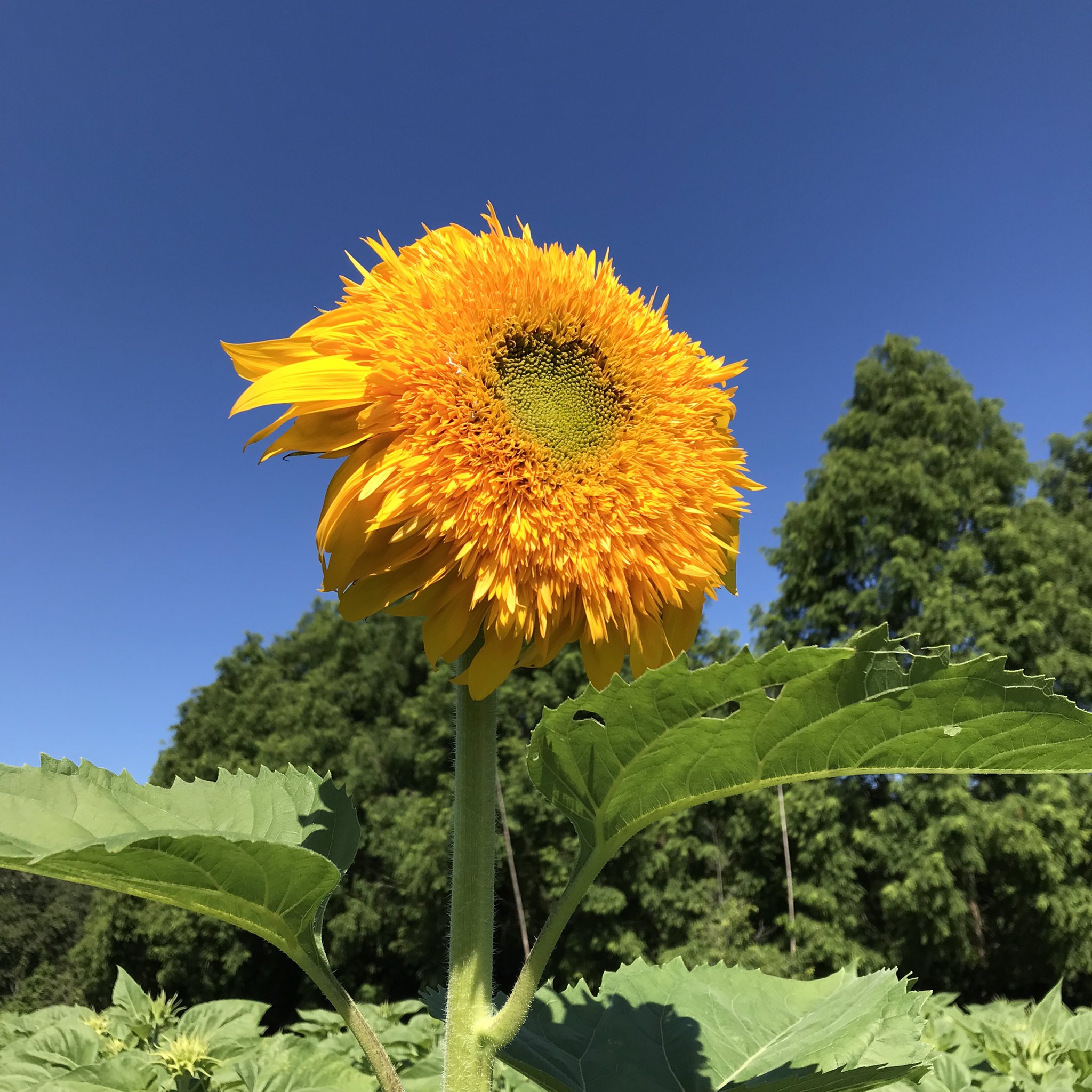 世羅高原農場 公式 この夏思いっきり笑える夏になる 開園まであと4日 前回頑張っていた子はこちら どーやっても青空が似合う たまらんわ 世羅高原農場 ひまわりまつり 情熱のまっ赤な ひまわり畑 イエローストリート T Co