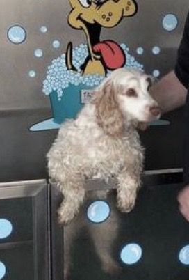 Archie_Spaniel tweet picture