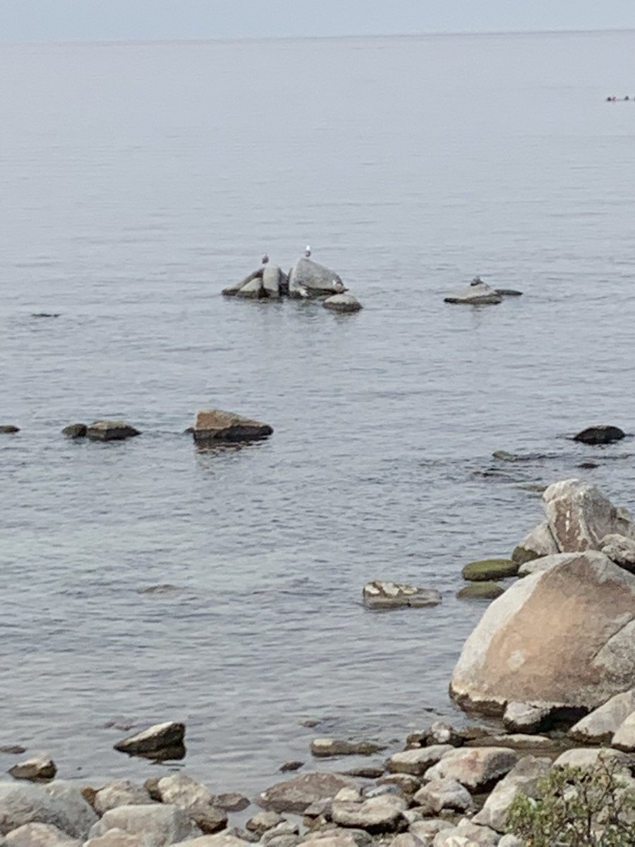 vercssss's tweet image. Birds