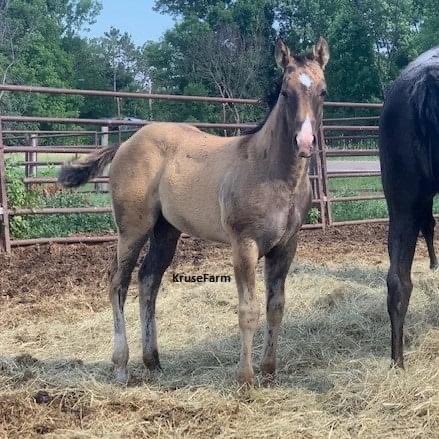 Carmela (Carmelas Classy Chic - AQHA #6078967) is starting to shed off to her true grullo color. Barrel, ranch or arena prospect. Stocky built filly ready to be weaned in August. <a href="/CircleEquine/">EquineCircle</a> <a href="/farm_kruse/">KruseFarm</a> <a href="/CircleGallop/">GallopCircle</a> <a href="/AQHA/">AQHA</a>