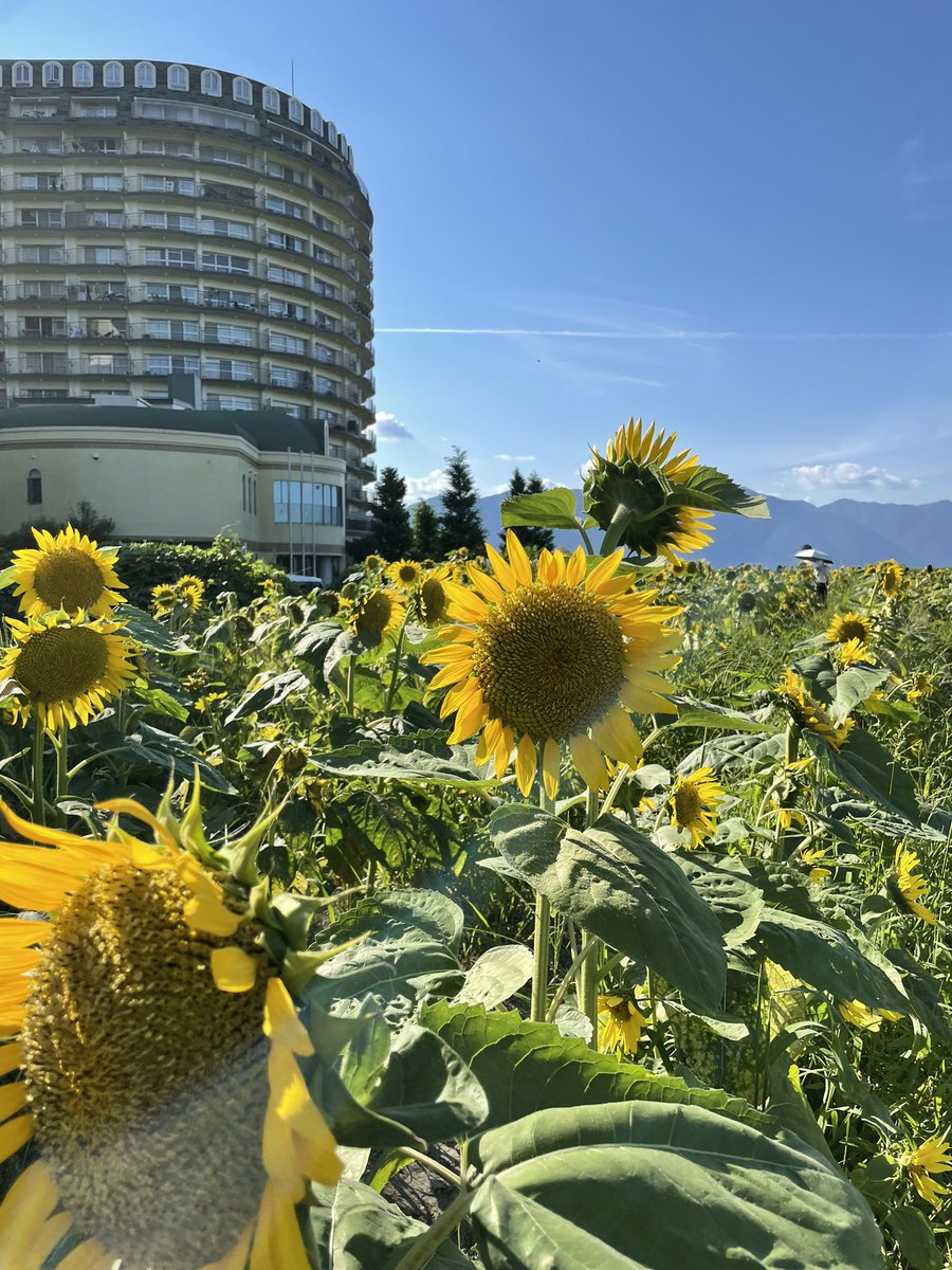 mipomipo53's tweet photo. 枯れかけのひまわり🌻 https://t.co/R3kXuvT1TS