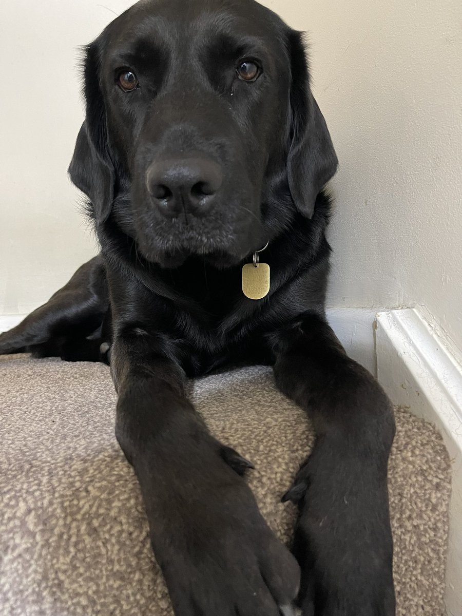 BlindGirlVlogs's tweet image. Tag a dog lover and let them know what you think @guidedogs Marty is thinking in this picture.