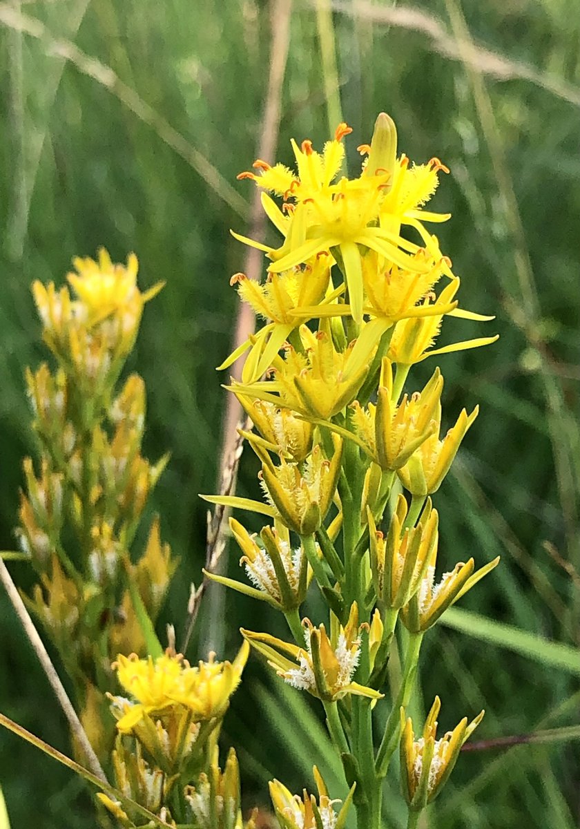 Fantastic furry filaments - bog asphodel - Narthecium ossifragum - love the root of the Latin names - in this case the sp. name refers to weak bones - it was thought to cause this in 🐑 that ate it - it just so happens this 🌱 prefers low-calcium acidic bogs!