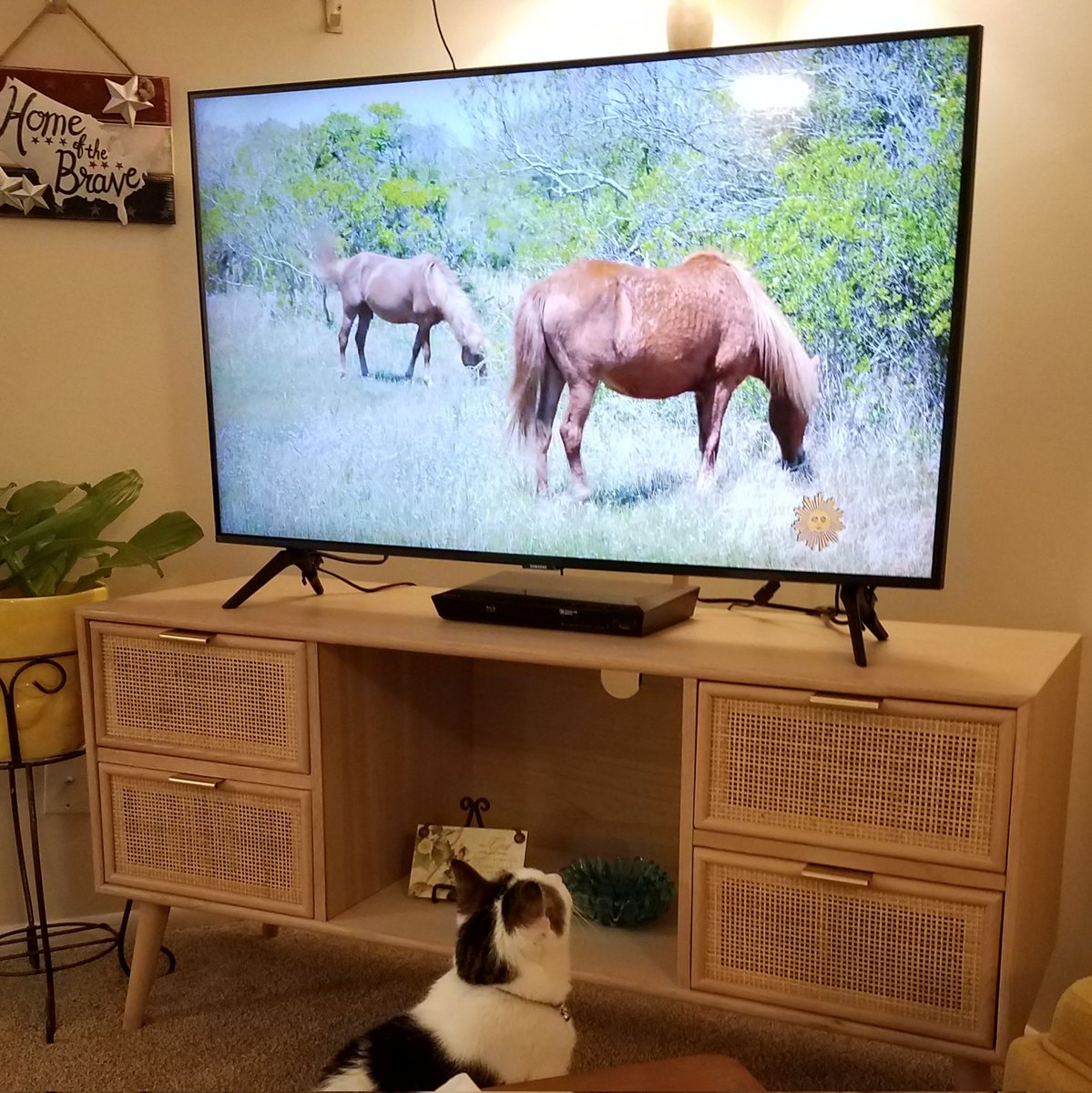 traceabilityphd's tweet photo. @CBSSunday My cat transfixed by the moment with nature this morning... https://t.co/Adg6F50S9c