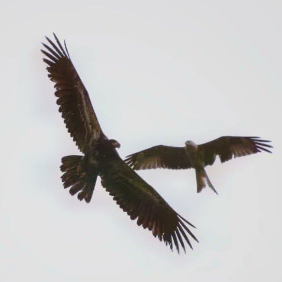 ThePhantomMonk's tweet photo. Wallace the juvenile Bald Eagle @HawkConservancy  Valley of the Eagles display on Friday attracted the attention of some wild Red Kites, look at the size of him in comparison. #lovenature https://t.co/Byr4W4Z8aR