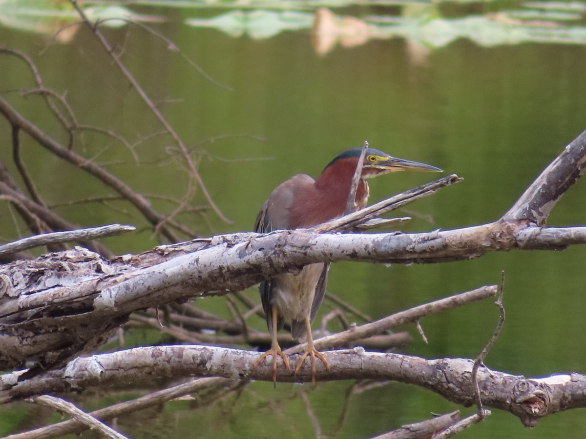 The beautiful and colorful green heron! #naturephotography #birdphotography #birds https://t.co/f05B6FV2LK