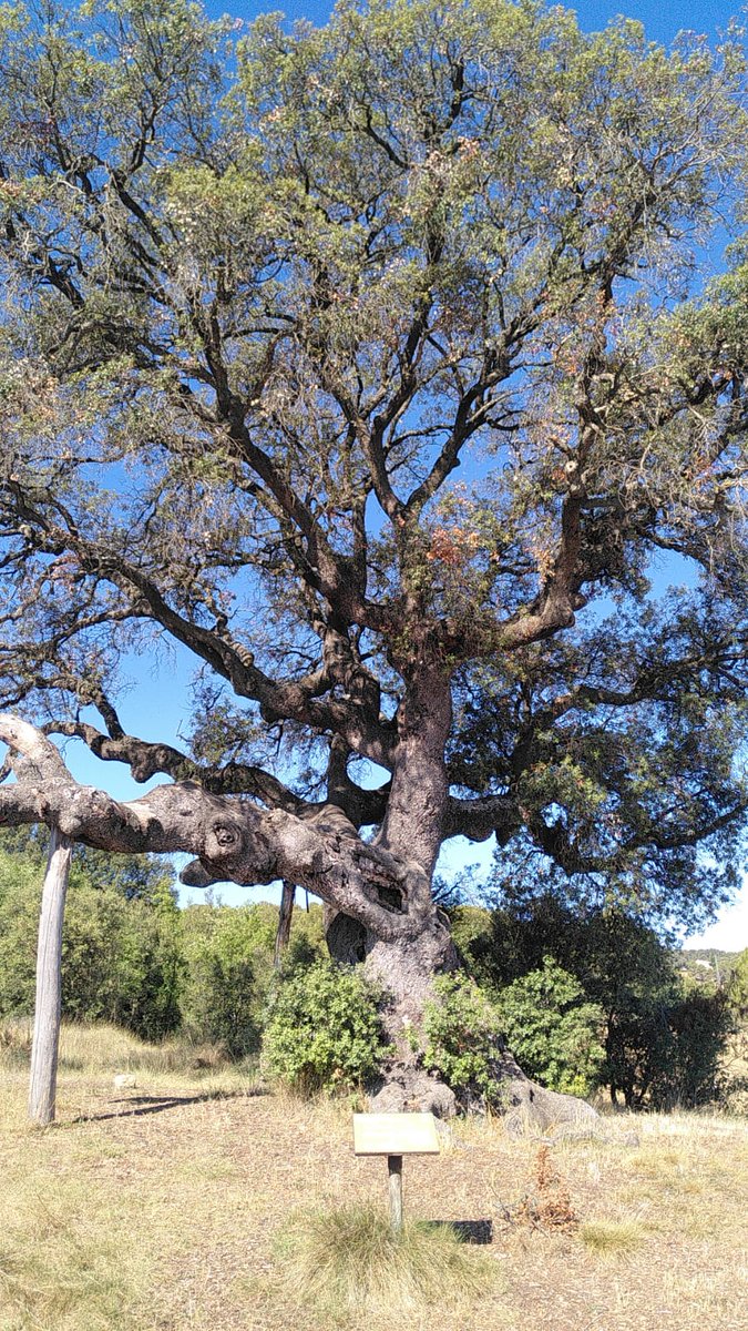 L'alzina de Can Gol, a l'#Aubereda, una de les més antigues del país. La foto és de fa dues setmanes, tot pedalant per uns paratges que ja enyoro... #ifsantacolomadequeralt