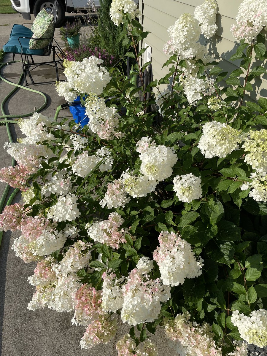 putyourhenzaup's tweet photo. 三日間留守にすると植物達🪴の成長が顕著に現れるなぁ(秋に咲くはずの菊が真夏に開いてら)😮
The garden looks has dramatically changed while I was gone for 3 days.
#ガーデニング #花 #紫陽花 #菊 #朝顔 #garden #Flowers #hydrangea #fallmum https://t.co/rOiFjXLzBe