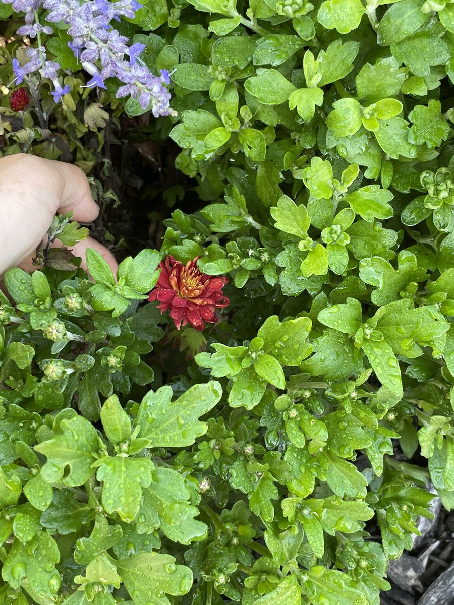 putyourhenzaup's tweet photo. 三日間留守にすると植物達🪴の成長が顕著に現れるなぁ(秋に咲くはずの菊が真夏に開いてら)😮
The garden looks has dramatically changed while I was gone for 3 days.
#ガーデニング #花 #紫陽花 #菊 #朝顔 #garden #Flowers #hydrangea #fallmum https://t.co/rOiFjXLzBe