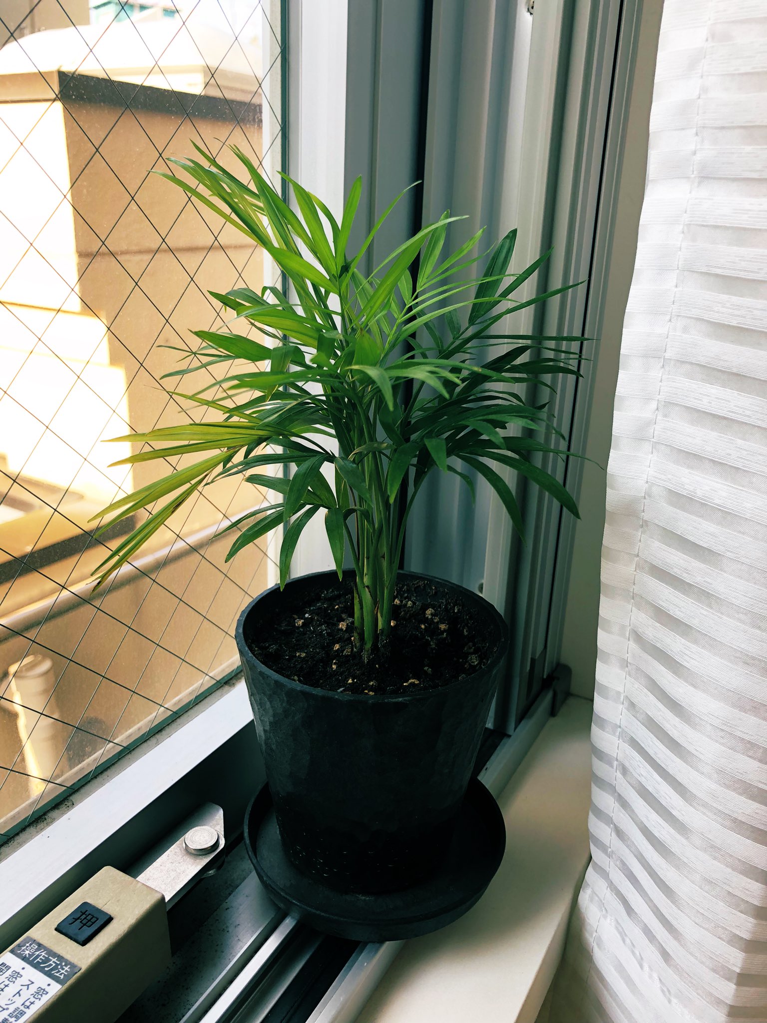 ゆーちゃんねる植物男子 おはようダイソーのテーブルヤシ この時期直射日光に当てていいか悩む ヤシだからいいのか テーブルヤシ 観葉植物 観葉植物のある暮らし ダイソー観葉植物 T Co 8n2ltxpiqt Twitter
