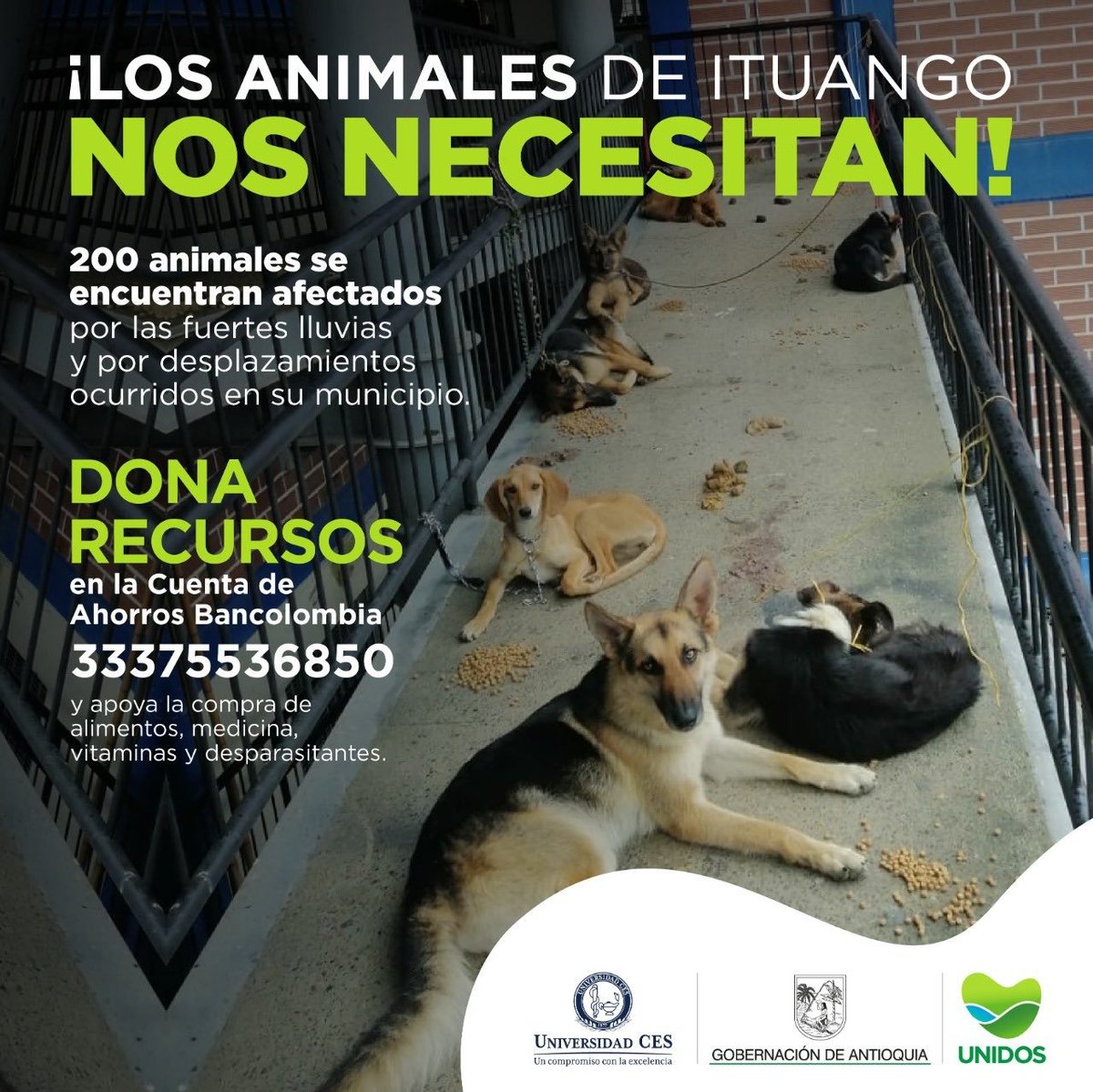 Cientos de animales indefensos intentan sobrevivir a la pesadilla que vive Ituango por las fuertes lluvias y la presión de grupos armados 😭😭. 
La <a href="/GobAntioquia/">Gobernación de Antioquia</a> adelanta una donatón para llevarles medicinas y alimentos. ¡Ellos nos necesitan!🆘🐾