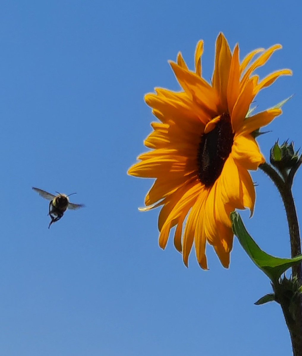 That moment right before you go for it... 

#bees #ilovegoderich #goderich #sunflowers #Moments #JustDoIt #ontariosummer #voiceacting #downtime