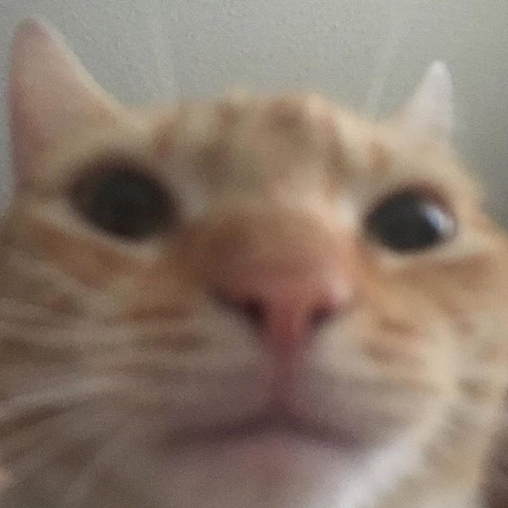 guremercy's tweet photo. #PromoMoment follow me I’m nice and like TR and cats a normal amount….. and other things I Guess https://t.co/OC5AHen94q