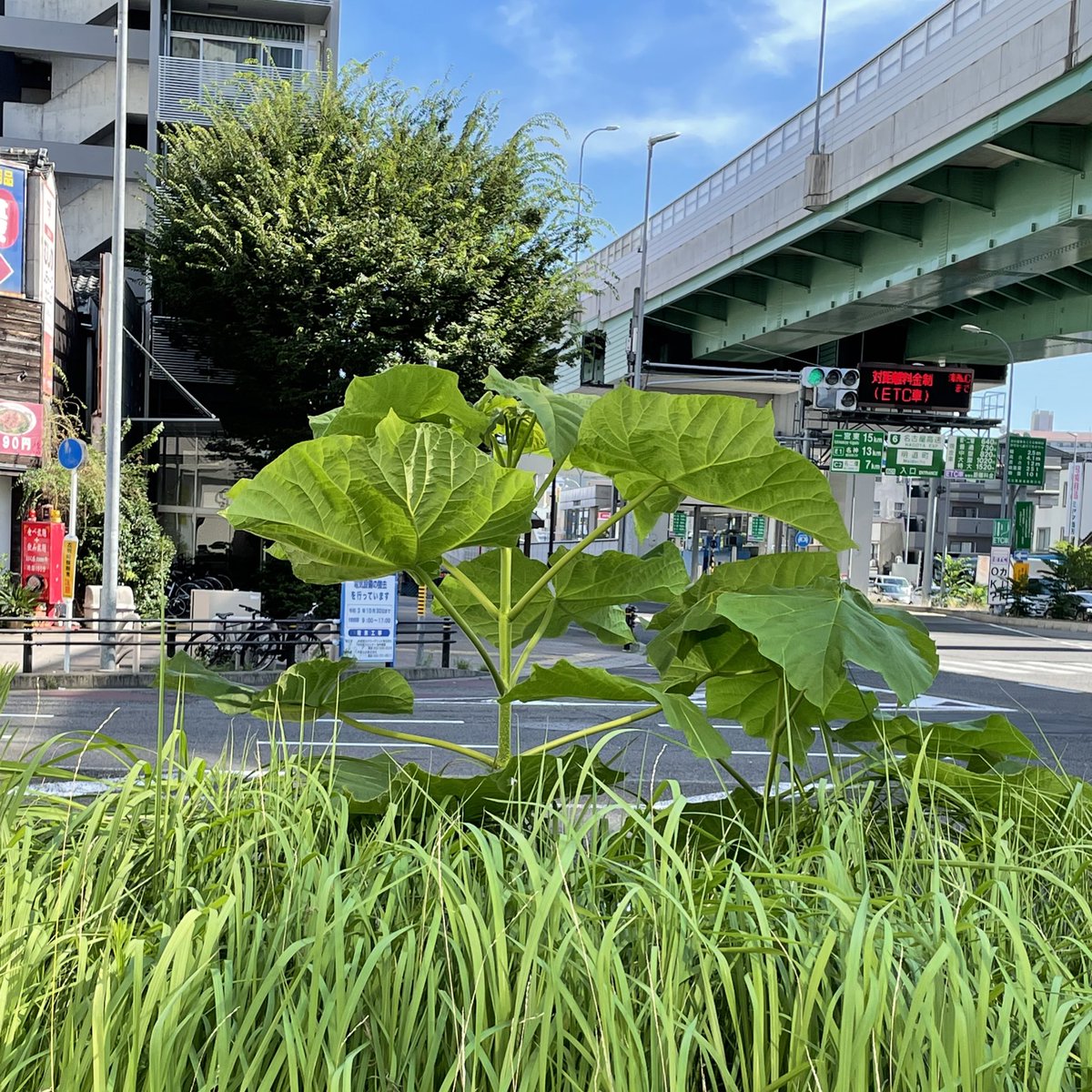 #企業公式が毎朝地元の天気を言い合う 

おはようございます😃
名古屋は☀️

交差点の植え込みに
巨大な向日葵🌻

咲くまでもう少し、頑張れ💪🏻

今日もポジティブに行きましょう😉👍

#ツイッター制限中 
#こちらはサブ垢