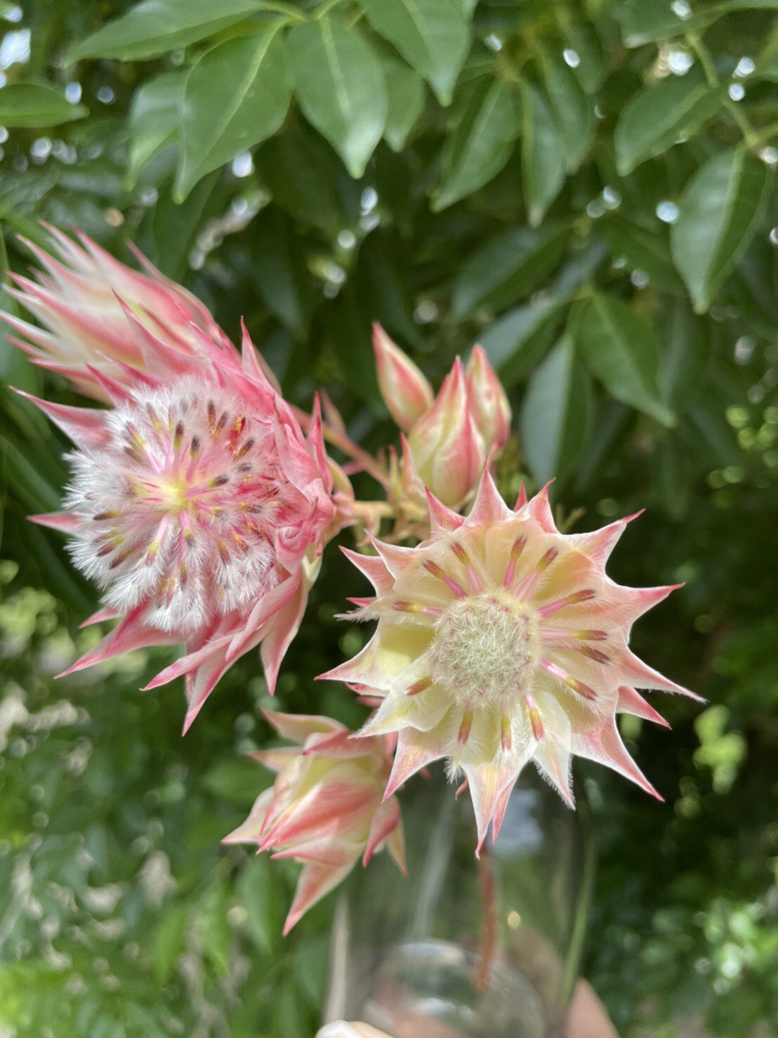 Twitter এ Top Of The Morning トポモ 今週のflower プロテア Protea 花言葉 王者の風格 自由自在 甘い恋 華やかな期待 ギリシャ神話 Proteusが由来 沢山の種類を持つプロテアが 自分の姿を自由に変える力を持つ プロテウス に似ていることから