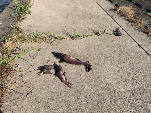 KounjiY's tweet photo. 昨日のことだけれど、トータルで17匹の殺戮現場を目撃したよ。悲しいね。やるせないね。命を弄ぶ人は霞ヶ浦に来ないで欲しい！ https://t.co/yo8BojpXAs