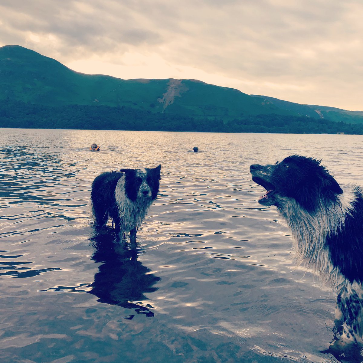 Busy w/e.
Fun day today despite the chores! 
Ambleside to Keswick on the #ebike followed by a #derwentwater swim (in our new favourite spot) whilst Mr H varnished the stairs at #cherrydidikeswick. 
Can’t seem to get #jackthelad used to swimming! Lils has mastered #frontcrawl tho!