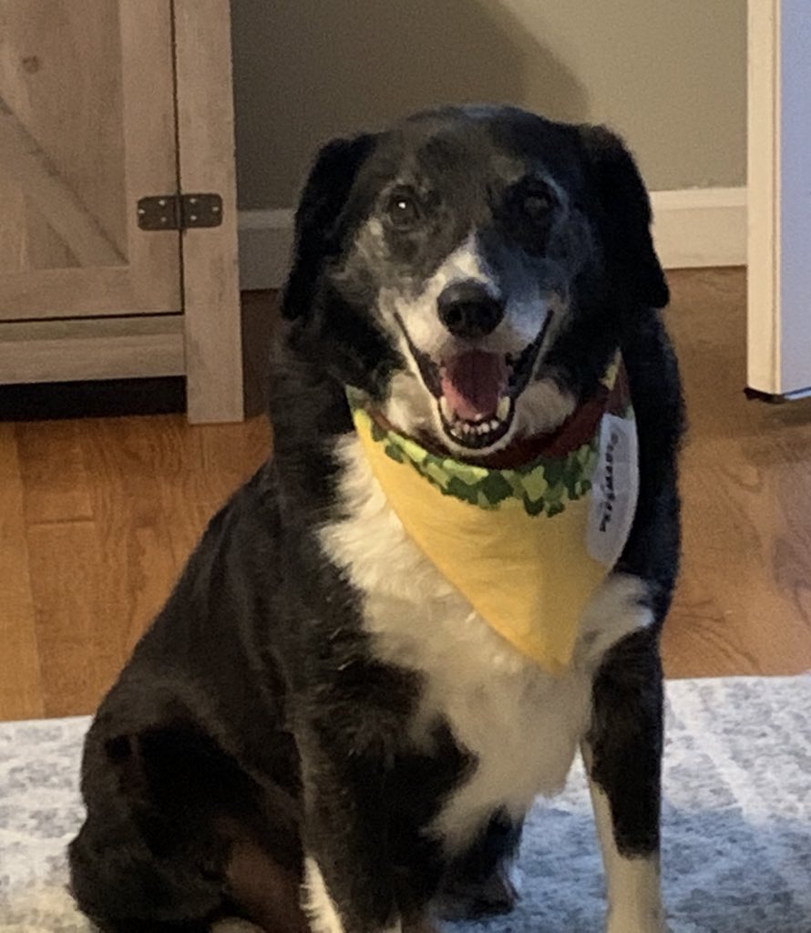 Got a new dog this summer. His name is Black Bolt