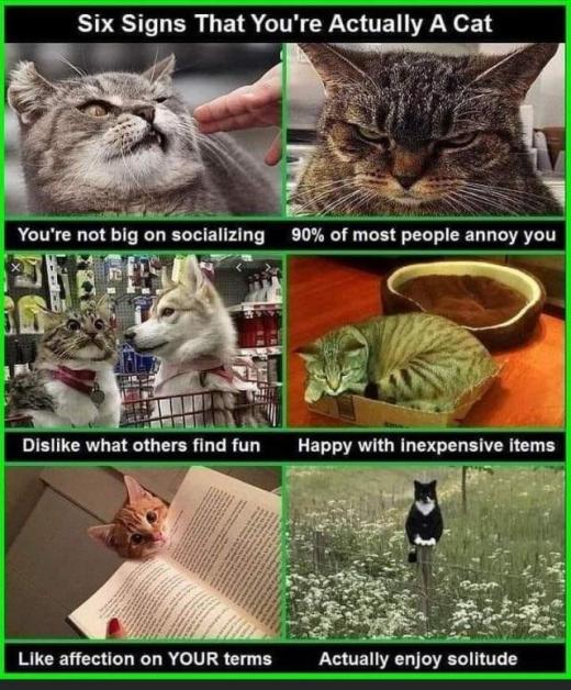 #ZSHQ <a href="/catsrule0/">Lucky and Angel Marie Choo Choo, married to Chalky</a> <a href="/dora_nlk/">Dora K</a> <a href="/parham1961/">jackie parham</a> <a href="/bloomNight2/">Kira 🌻🌻🌻</a> <a href="/marisbellamy1/">Maris Bellamy</a> <a href="/LindsayPH/">Lindsay Rollin</a> <a href="/LBisaillon/">Chowsie</a>  <a href="/GailCarangelo/">Gail K. Carangelo</a>  <a href="/Palmolive_S_Pan/">Palmolive</a> <a href="/SalemsKitties/">Gingie Salem Leo Cato Ozzy RIP Gingie</a>
Here is a question for all the cat mommies out there!