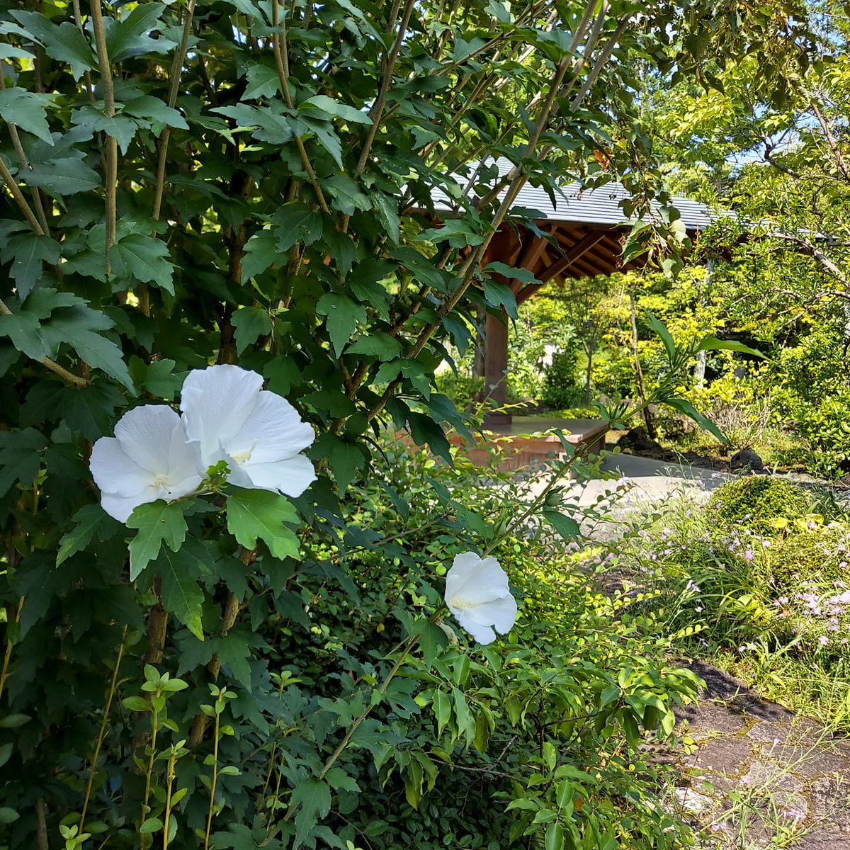姫路城西御屋敷跡庭園 好古園 白の木槿 ムクゲ が咲いています はかなさを意味する 槿花一朝の夢 という言葉は 木槿が一日花であることに由来します 園内には3種類の木槿がありますので 見比べてみてください ムクゲ 木槿 槿花一朝の夢