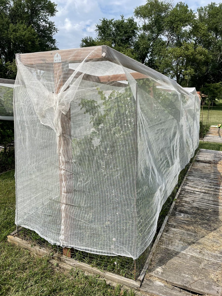 StanHernly's tweet photo. Blaufränkisch véraison!!  Got them netted &amp; fenced to keep out birds, opossums, &amp; raccoons.  Avoided black rot.  What malady will ruin this years harvest? https://t.co/c0s83LiUog