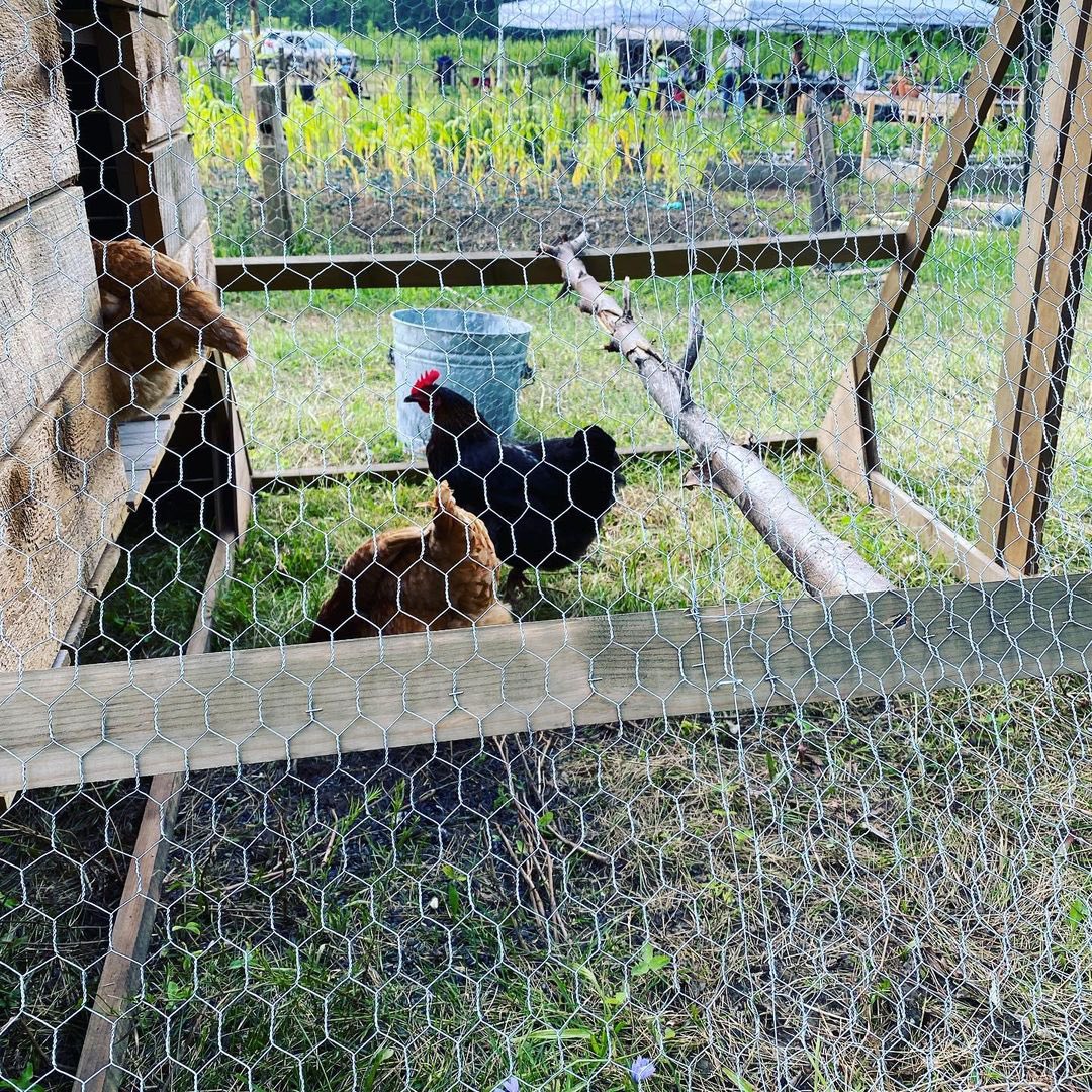GhostofOlmsted's tweet photo. KPSP chickens are on set for the run through of TheatreWorks’s @twhartford production “Walden”. Our chickens are making their stage debut staring Sho-tae and her sisters. Opening night Tuesday July 27th.
#kpsp #keneypark #riverfrontrecapture
Check out https://t.co/x3VOxorPgo https://t.co/ItwtbfNrnO