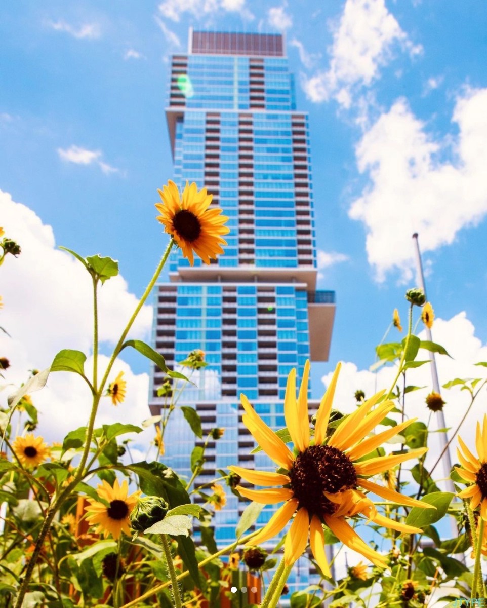 HarperTutors's tweet photo. If you're seeing this, we hope something great happens to you today!

📷: jtype

#TotsNTutors #AustinTX #Skyline #Downtown #Flowers #SundayVibes #SunFlower https://t.co/MDwdUF2eZR