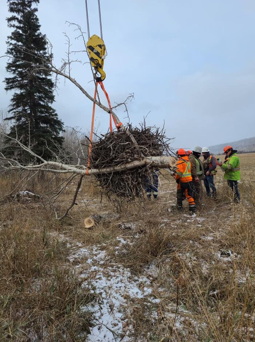 Poets4thePeace's tweet photo. We stand with the eagles in outrage &amp; disgust at the massive destruction of natural habitat in the Peace Valley for the cursed #SiteC dam. This thousand-pound eagles' nest is worth more than ten bloody dams. Real climate solutions don't destroy the very places we need to protect https://t.co/iCZgGVK8a8