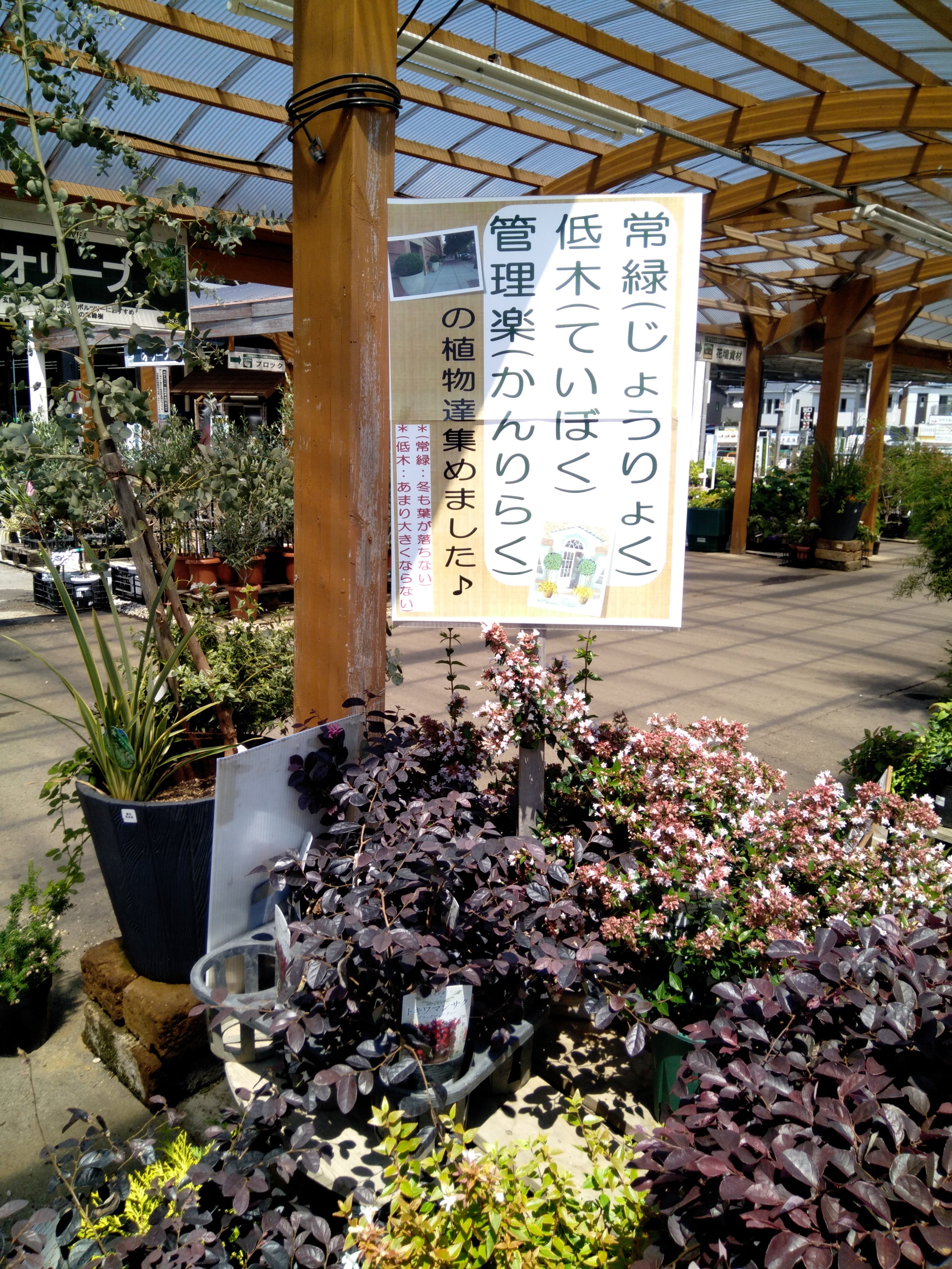 ジョイフル本田 ガーデンセンター ガーデンセンター千葉ニュータウン店 木を植えたいけど手がかからない物がいい そういう時は 常緑 冬も葉が落ちない 低木 あまり大きくならない 管理楽 コーナーへどうぞ ガーデニング 常緑 低木