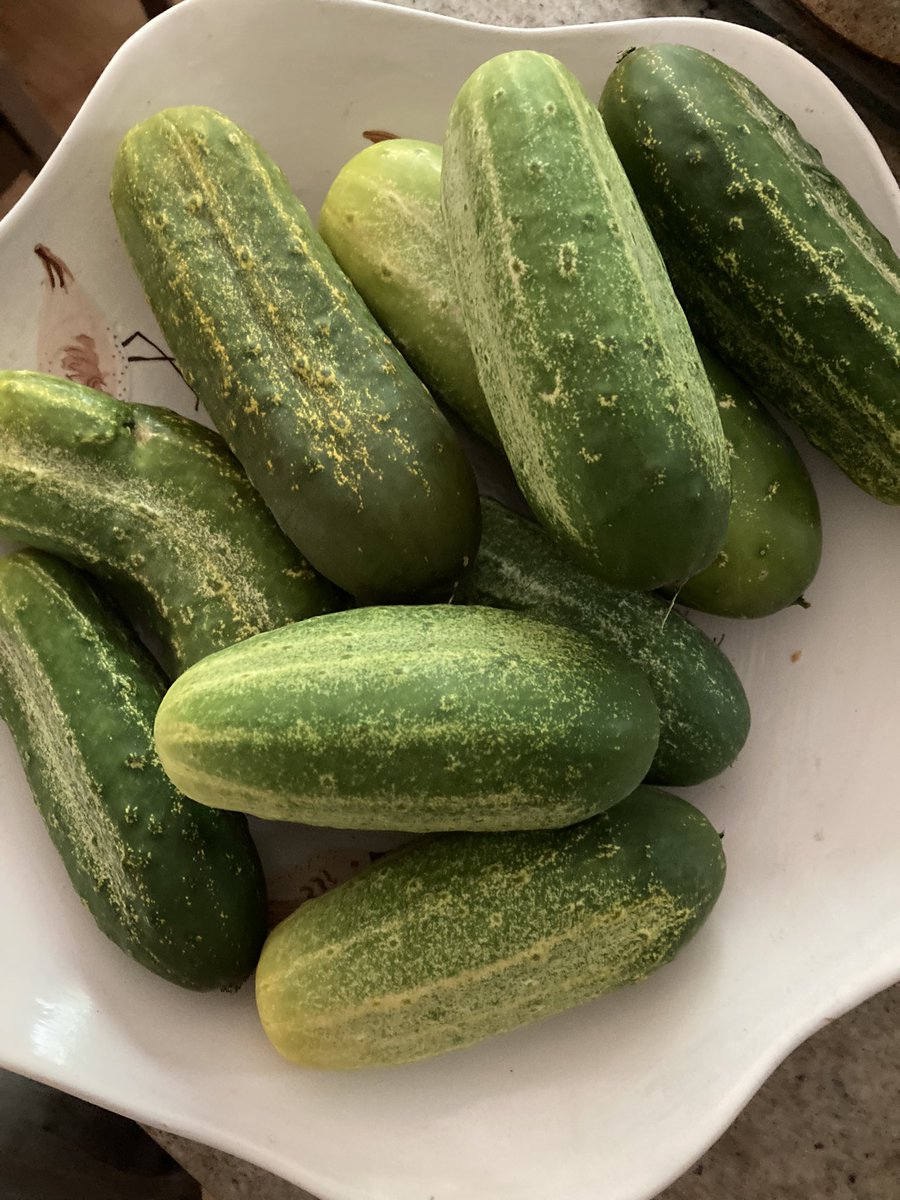 cctphotographer's tweet image. So many cucumbers, so many pickles. 🥒 #pickles #cucumbers #capecodgarden