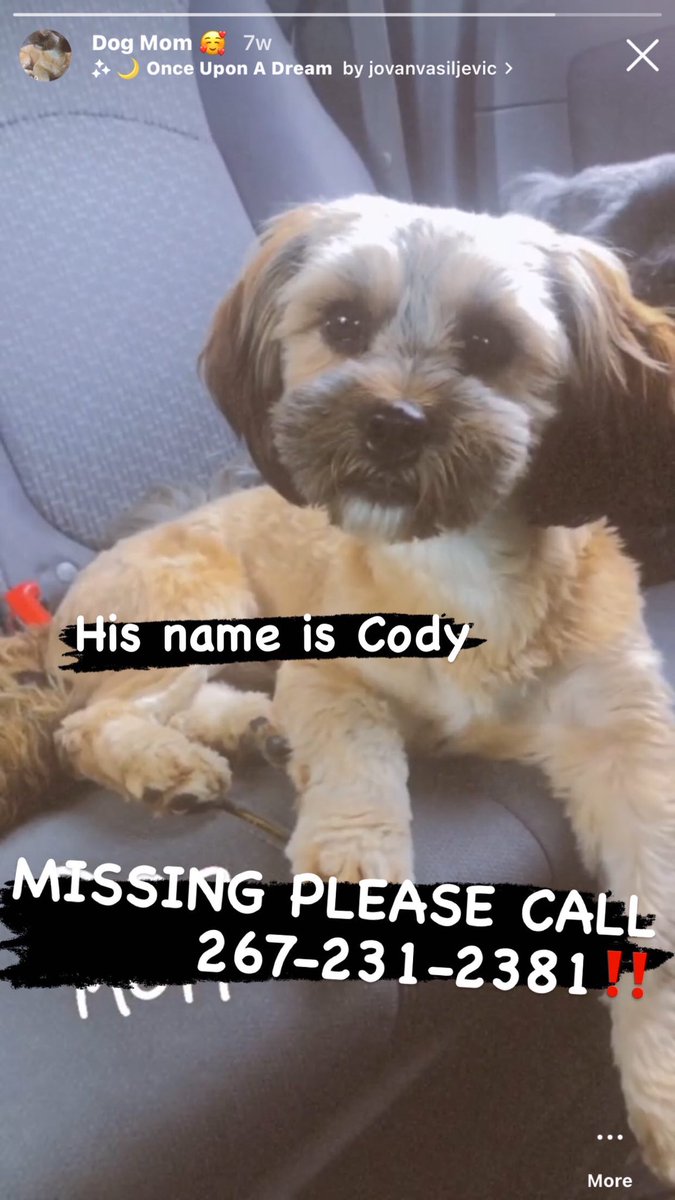 Neneboo____'s tweet photo. Please Repost !!!!! Contact If Anyone See Him He Is Neutered , No Microchip https://t.co/132U4Hc3ry