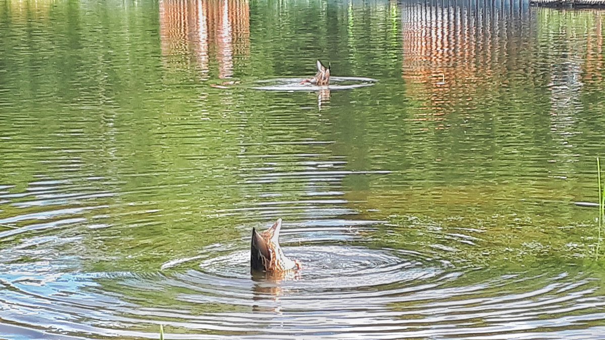 RamblingBlueOwl's tweet photo. My favourite kind of synchronized swimming 🦆🦆🦆
#ducks https://t.co/jRFZOlEfHW