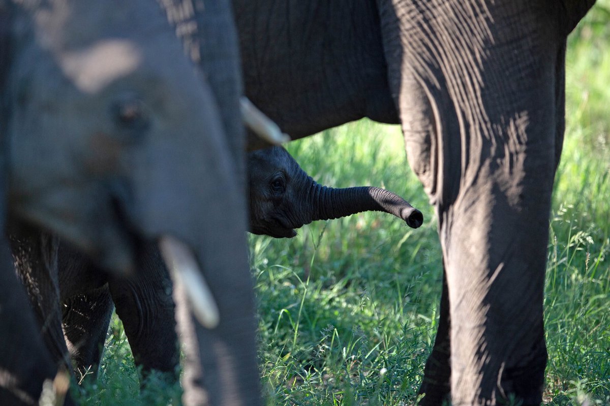 movinggiants's tweet photo. It's that time of year -- @wrldelephantday is getting closer and closer. We've been proud to sponsor #WED for the past three years. In the lead up, we're going to be counting down *your* Top 10 Moving Giants photos of all time. Starting with this beauty! https://t.co/pMSayv6h4I