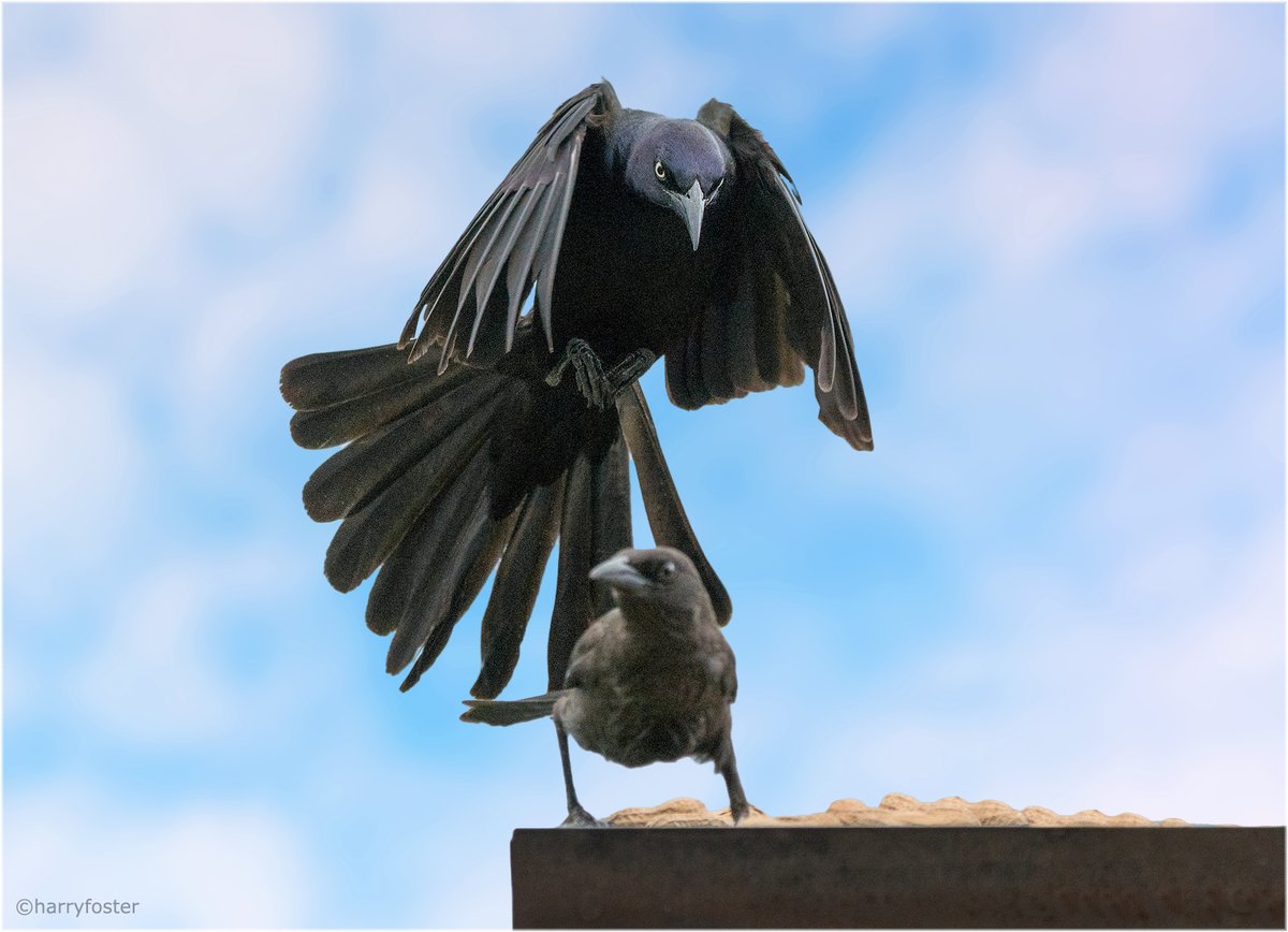 harry_fosters's tweet photo. Another young bird going to get a big shock as boss-man Grackle comes in to upset the apple cart, as only he can.😬 #birdphotography #NaturePhotography #wildlife https://t.co/9m26pSGTRQ