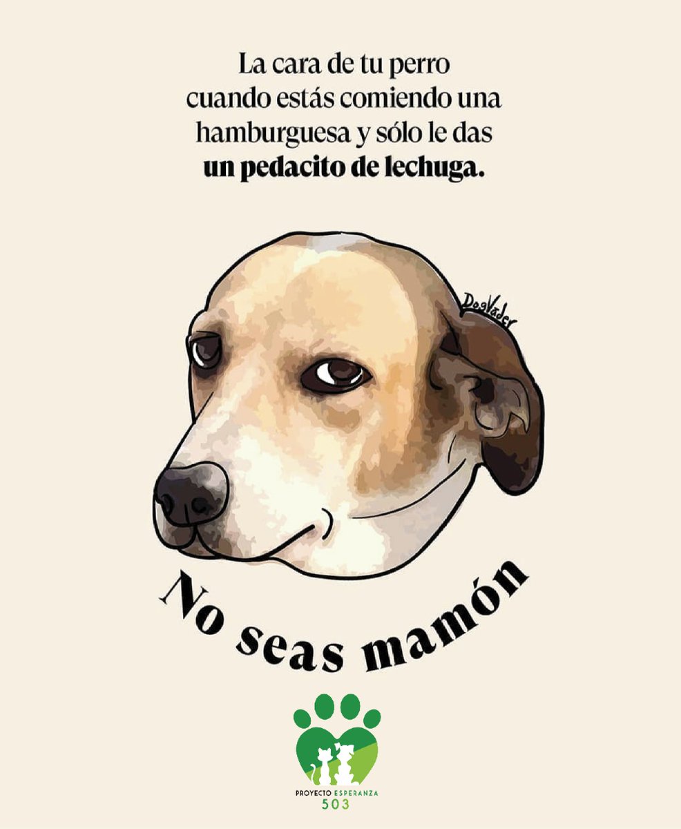 PEsperanza503's tweet image. #HumorPerruno😂