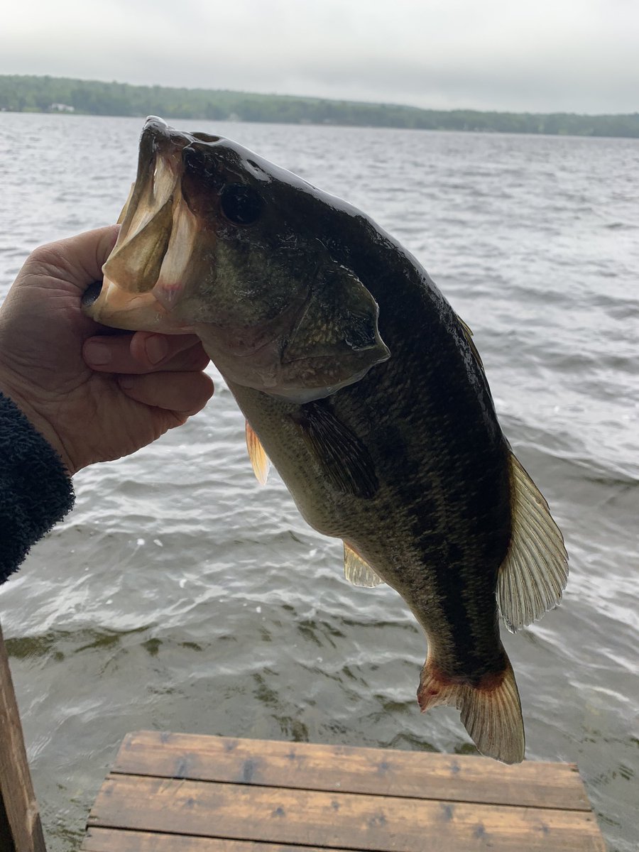 Etheviking2's tweet photo. Summertime in Maine….. https://t.co/5fubkguvMg