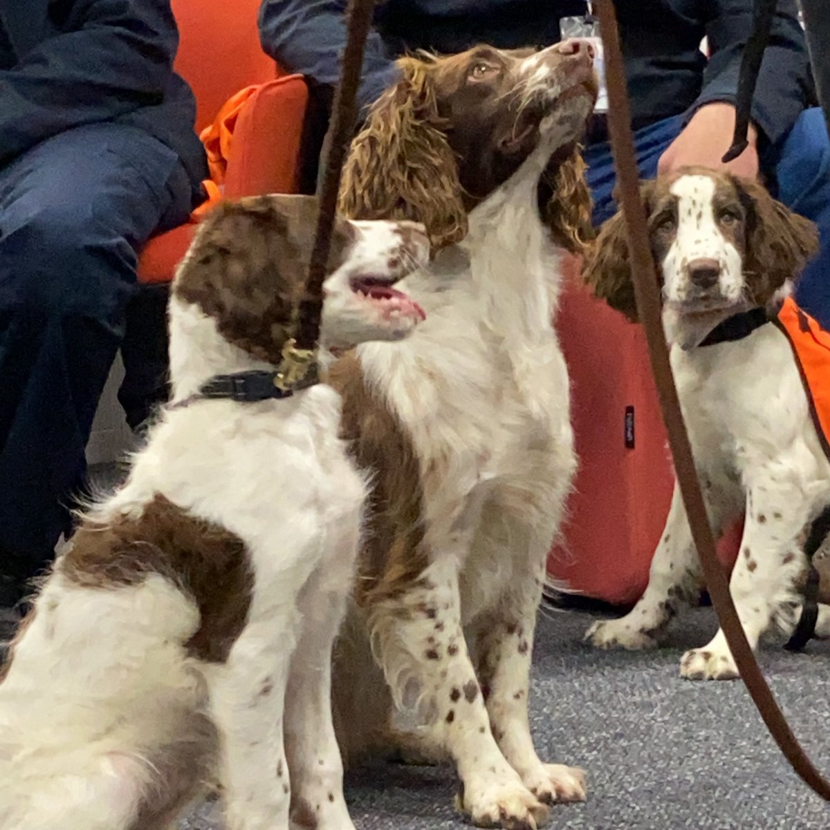 AklCouncil's tweet photo. ๐ถ Pip ๐ถ
๐ณ Kauri dieback
๐พ 4 years old
๐ English Springer Spaniel
๐ท taken during our Environmental Services team meeting in our Albert Street office.
#biosecuritydog https://t.co/C9hdGi46Oz