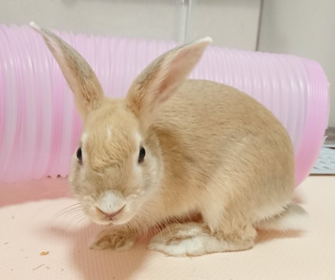 ｕｓａ ｕｓａ S Tweet 拡散お願い 保護うさぎさん 佐渡っこ 里親さま募集中 47番一葉 かずは ちゃん 4 23生 治療中 48番紅葉 くれは くん 4 23生 治療中 71番すいかくん 5 6生 74番レオくん 5 6生 お問い合わせ先 Info Usagi Design 保護うさぎ