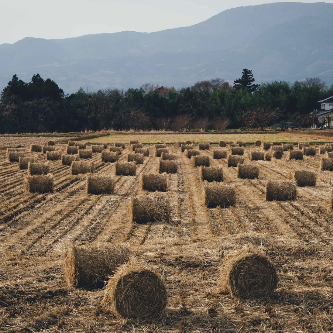 おはようございます

少しずつひぐらしの鳴き声を耳にするようになり、夏の終わりを感じますね。

#福島 #国見町 より。