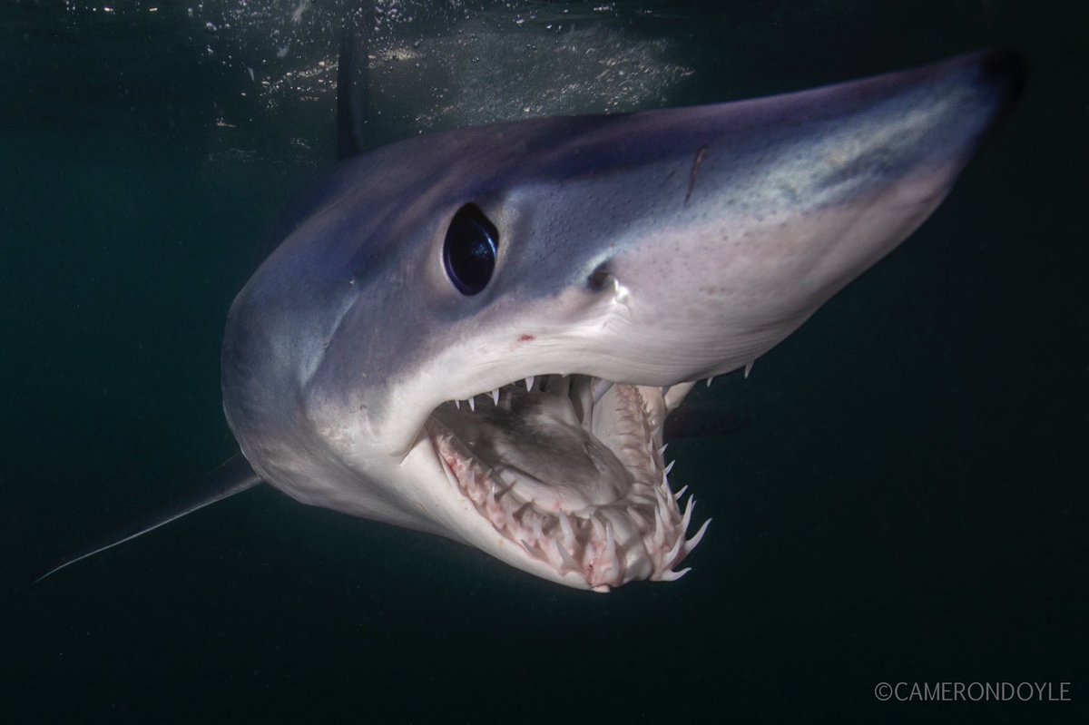 Check it out! I got up close and personal with some makos this past weekend. Big thanks to <a href="/JoeRomeiro/">JoeRomeiro333</a> and his team for giving me this incredible experience!!