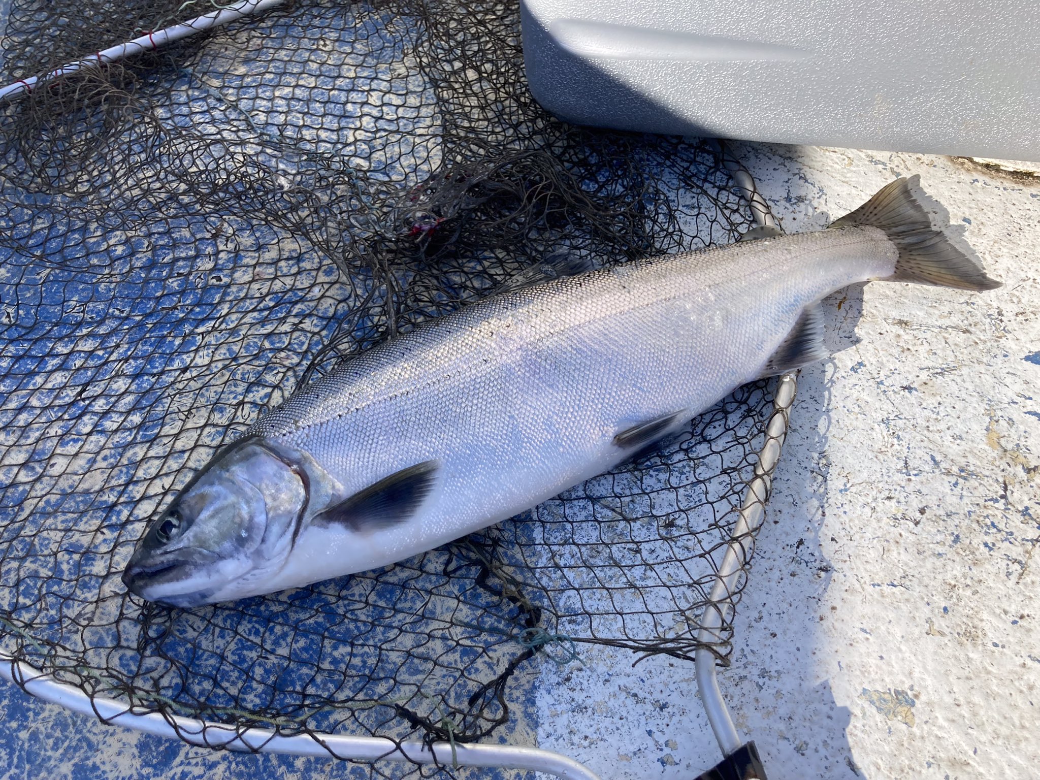 湖西水産 びわます釣船あめのうお 68kookg3twjv8iz Twitter