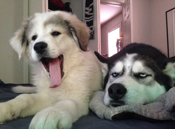 amigoanimalnews's tweet photo. Cuando tienes que cuidar de tu hermana pequeña un sábado por la noche 😂 #perros #fotosgraciosas https://t.co/zMKs49NUzs